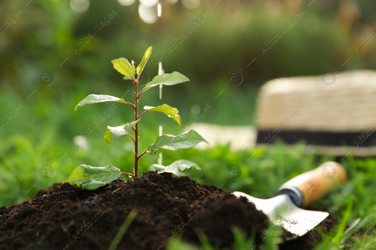 Photo of Watering seedling in fresh soil outdoors, closeup. Planting tree