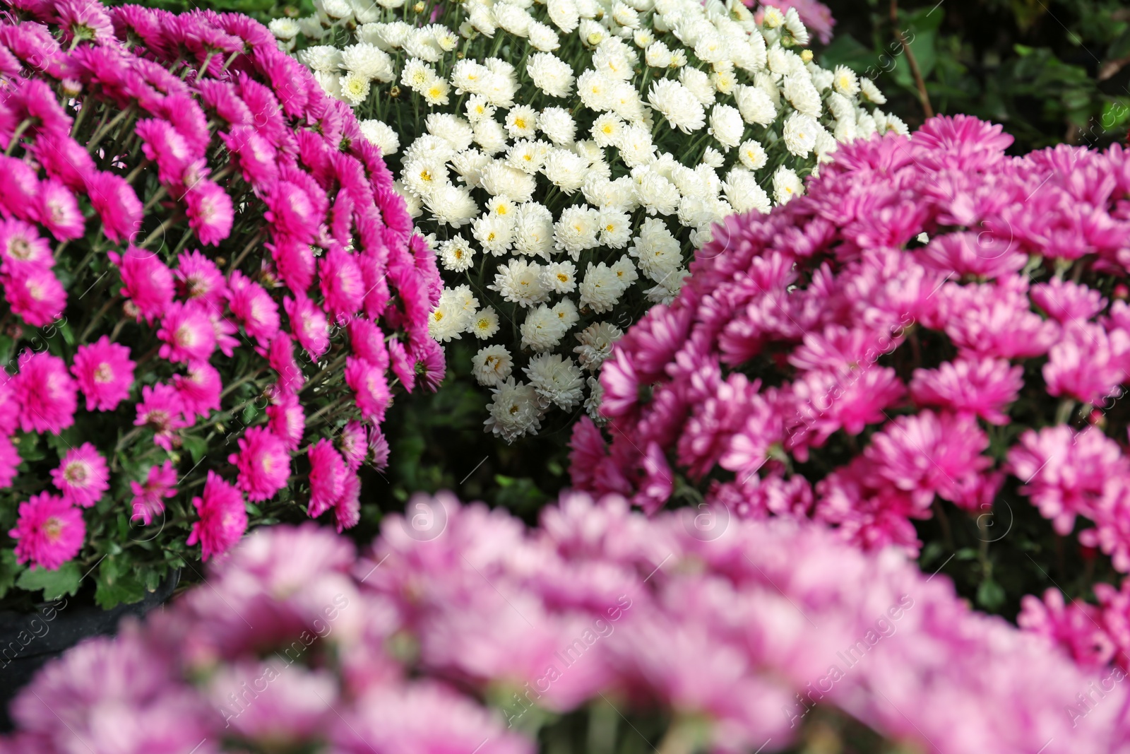 Photo of View of fresh beautiful colorful chrysanthemum flowers