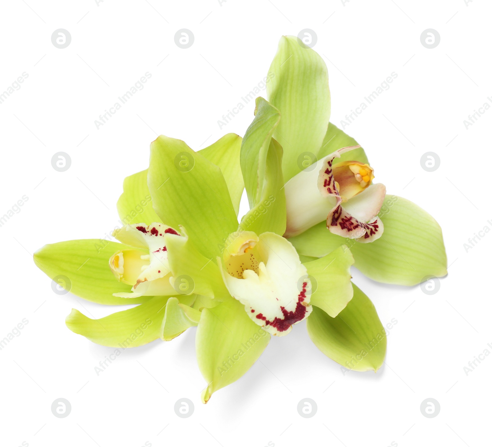 Photo of Beautiful tropical orchid flowers on white background