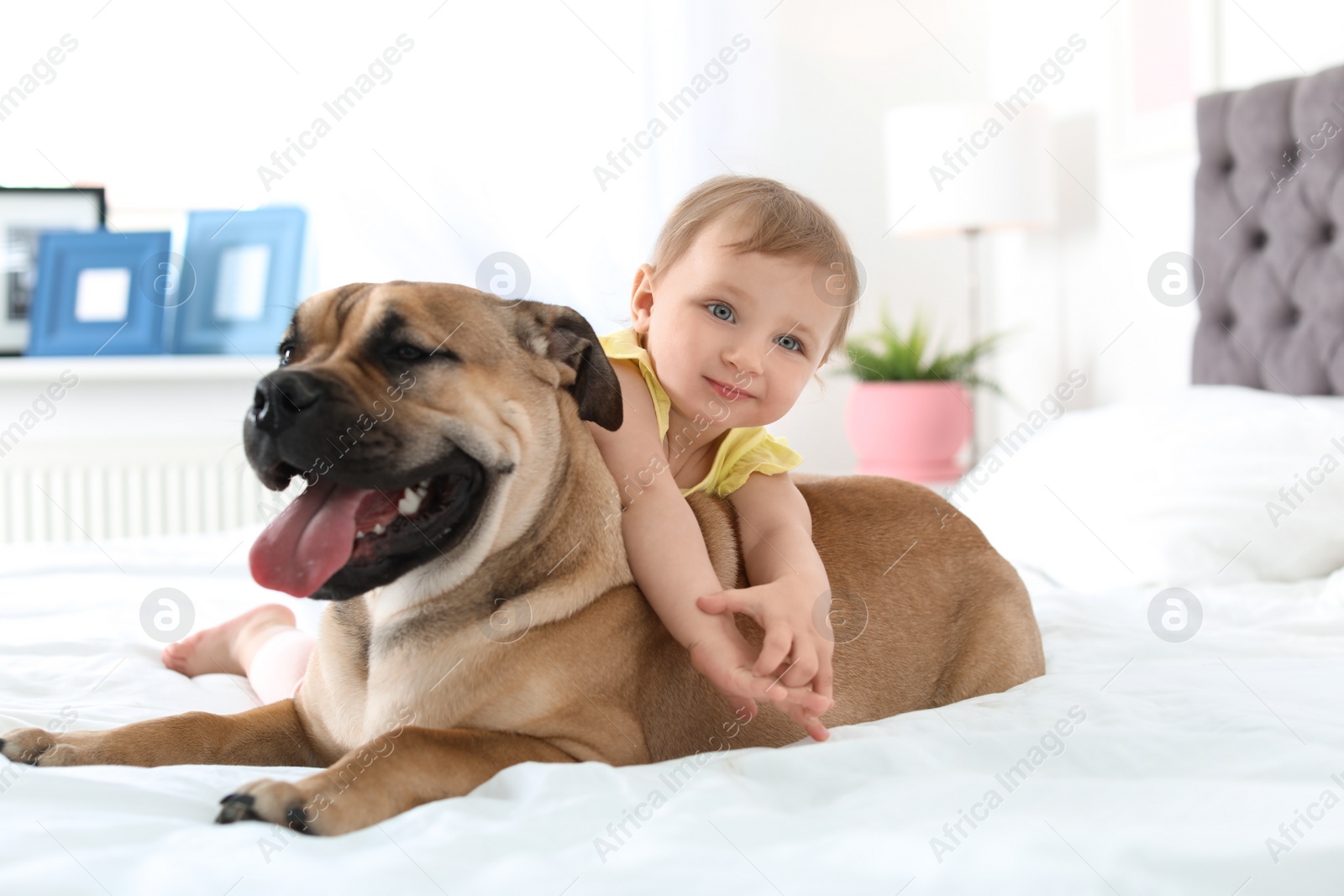 Photo of Cute little child with dog on bed at home