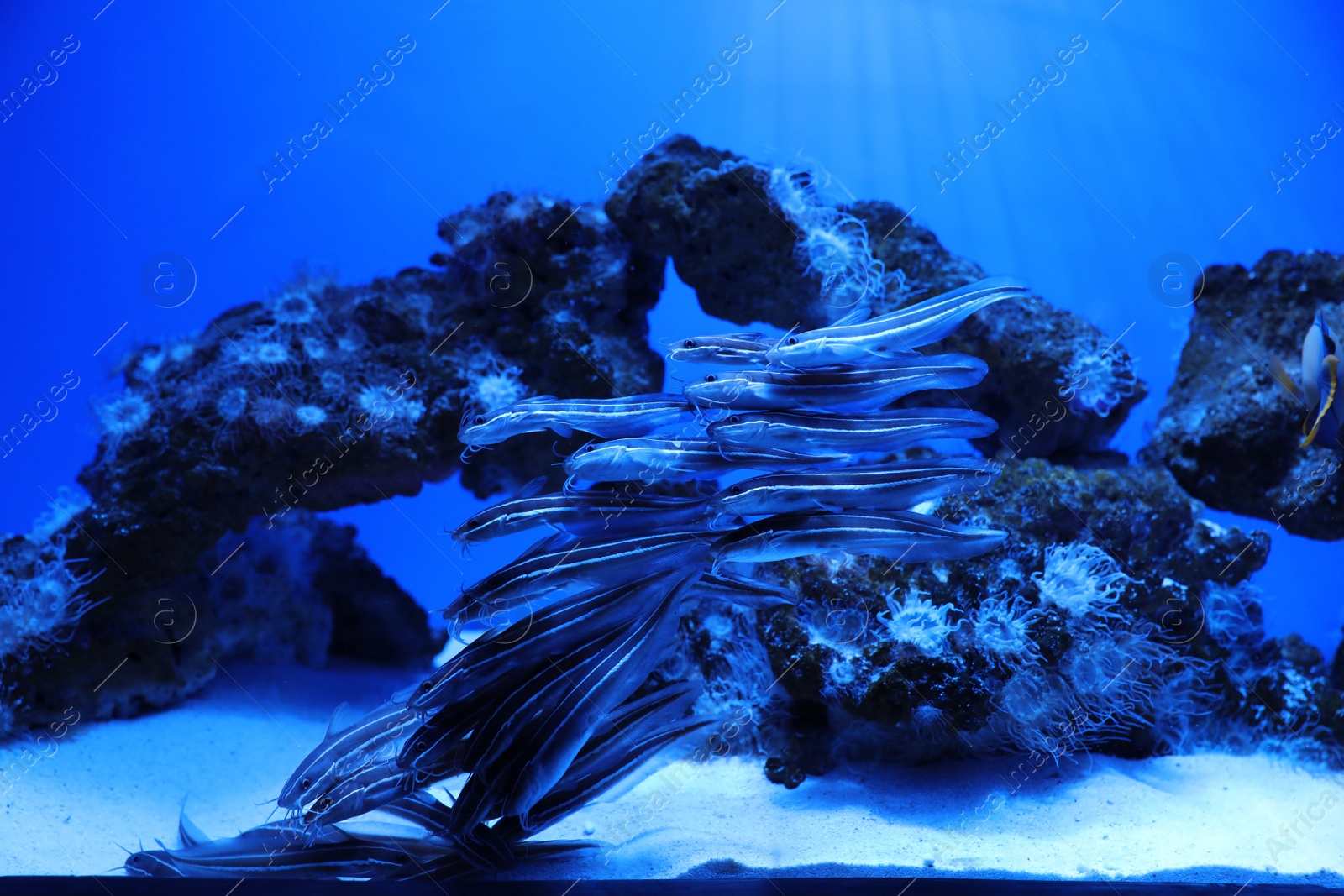 Photo of School of catfish swimming in clear aquarium water