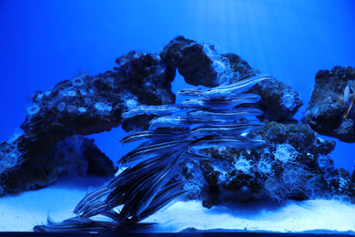 School of catfish swimming in clear aquarium water