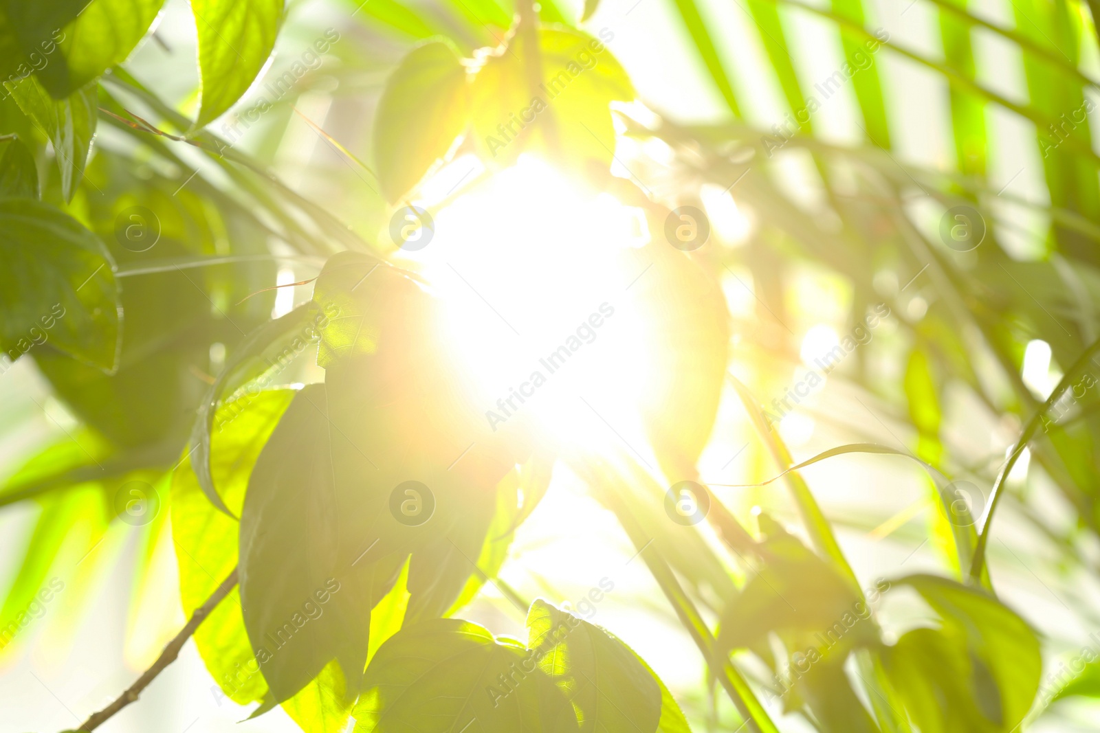 Photo of Beautiful view of green leaves in morning