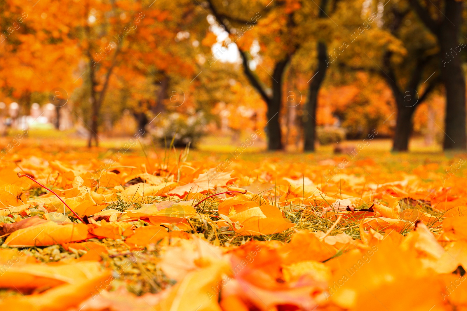 Image of Orange autumn leaves in park, closeup view