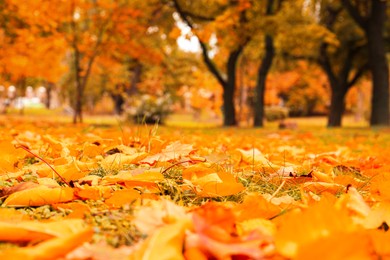 Orange autumn leaves in park, closeup view