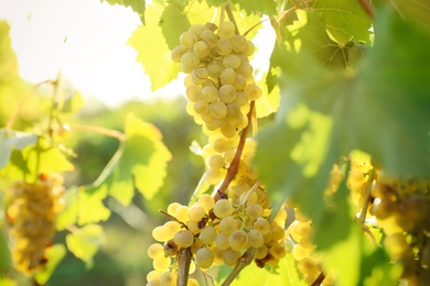 Fresh ripe grapes growing in vineyard on sunny day