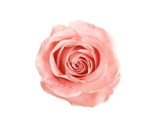 Beautiful pink rose on white background, top view. Perfect gift