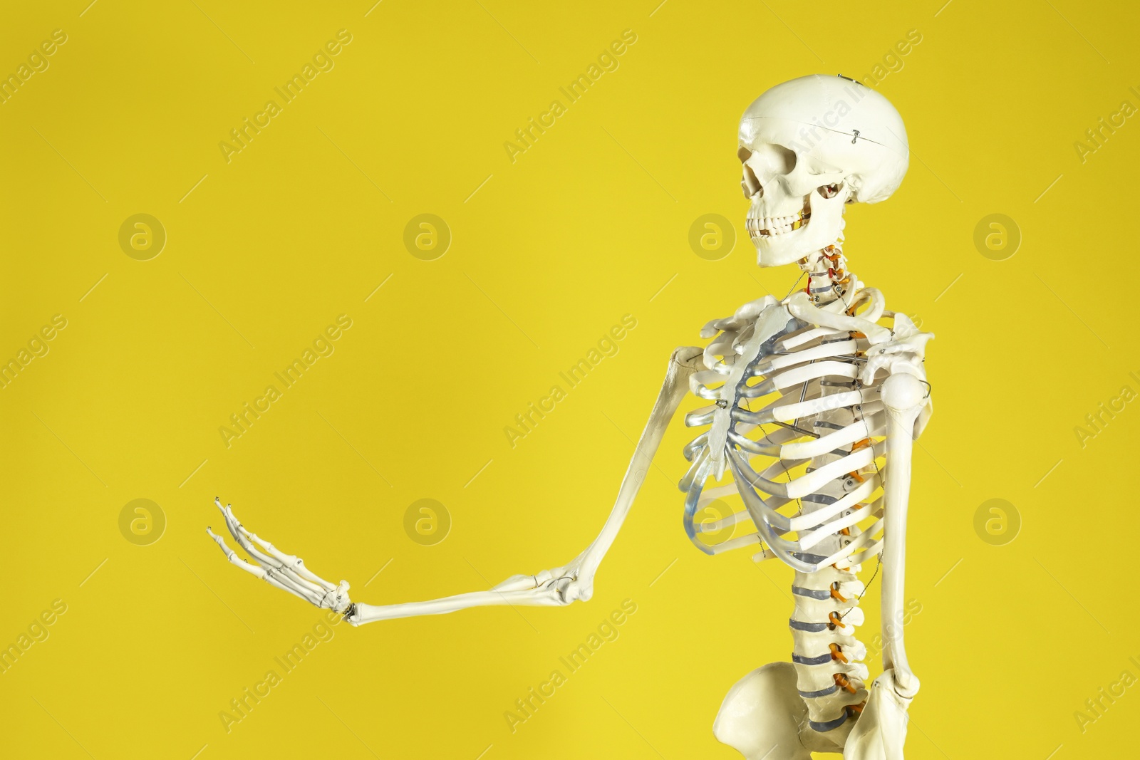 Photo of Artificial human skeleton model on yellow background. Space for text