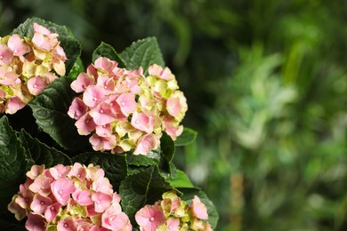 Photo of Hortensia plant with beautiful flowers outdoors, closeup. Space for text