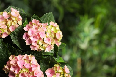 Hortensia plant with beautiful flowers outdoors, closeup. Space for text