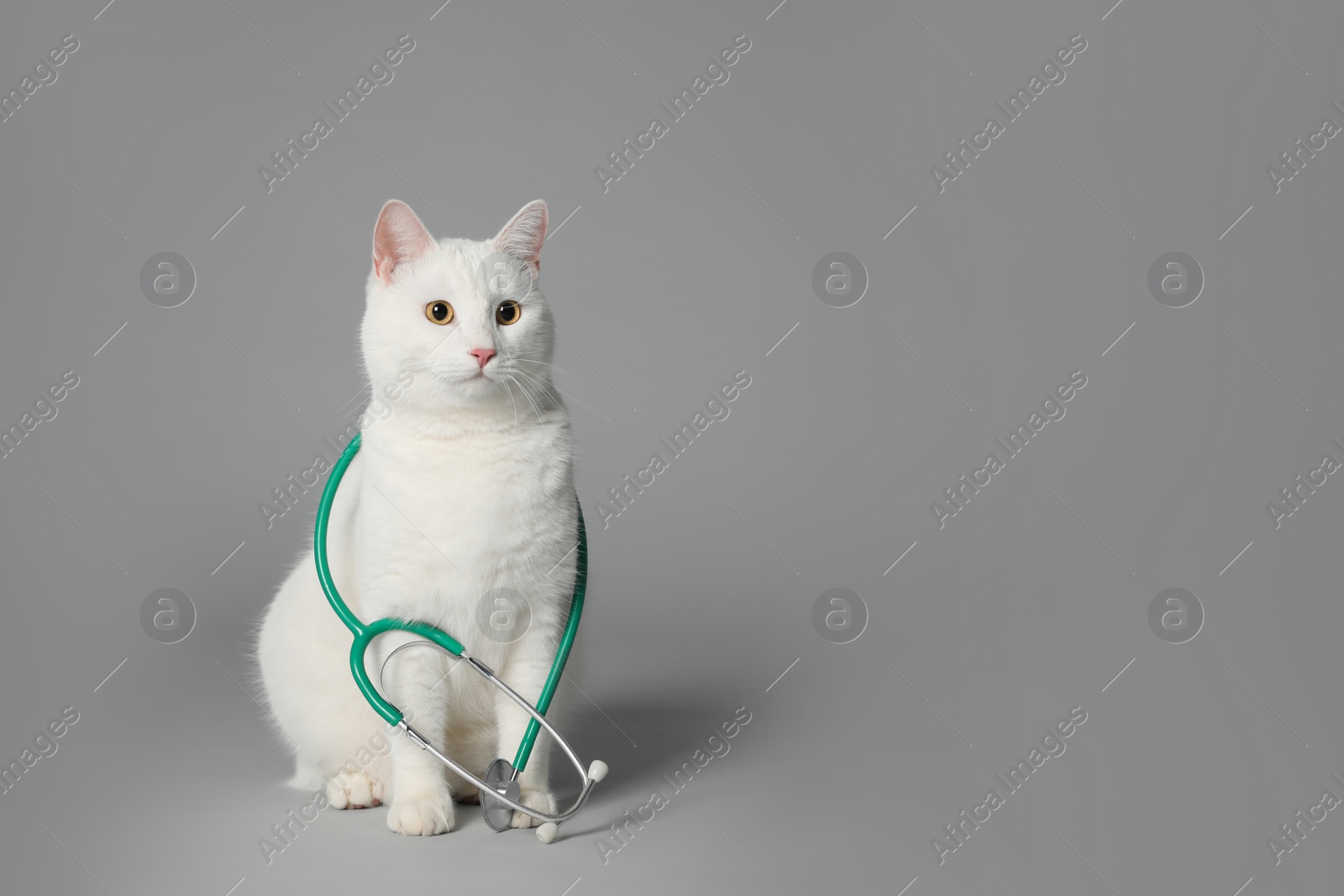 Photo of Cute cat with stethoscope as veterinarian on grey background. Space for text