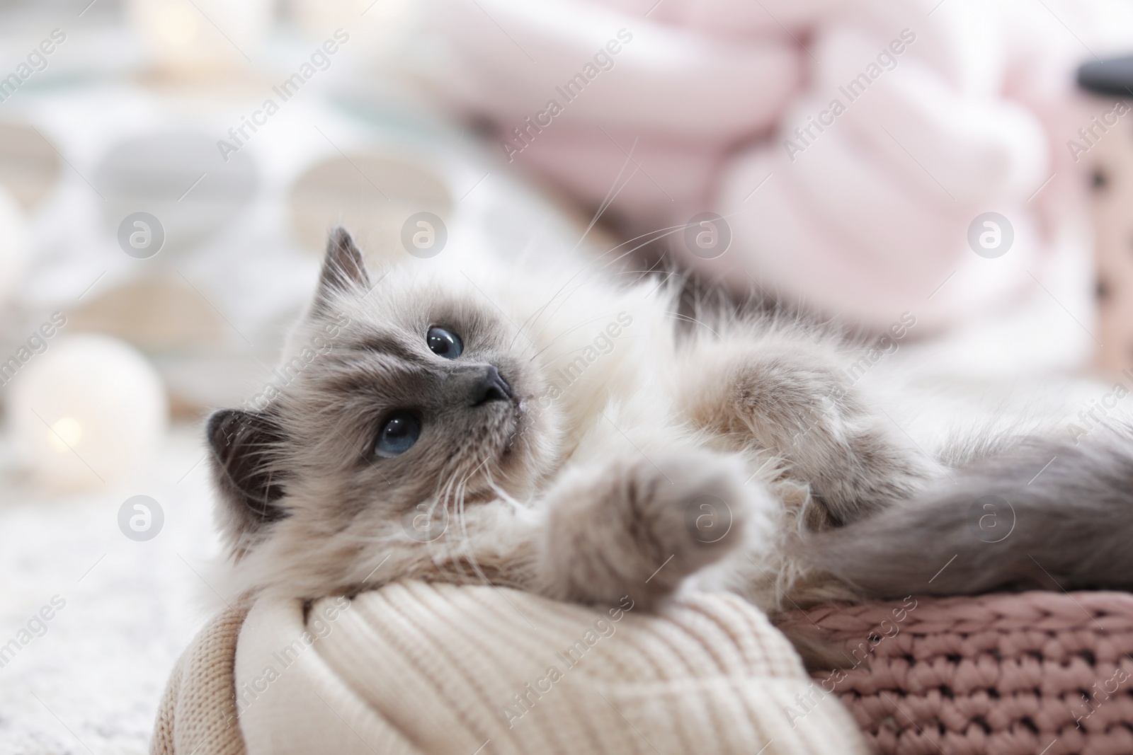 Photo of Cute cat with knitted blanket in basket at home. Warm and cozy winter