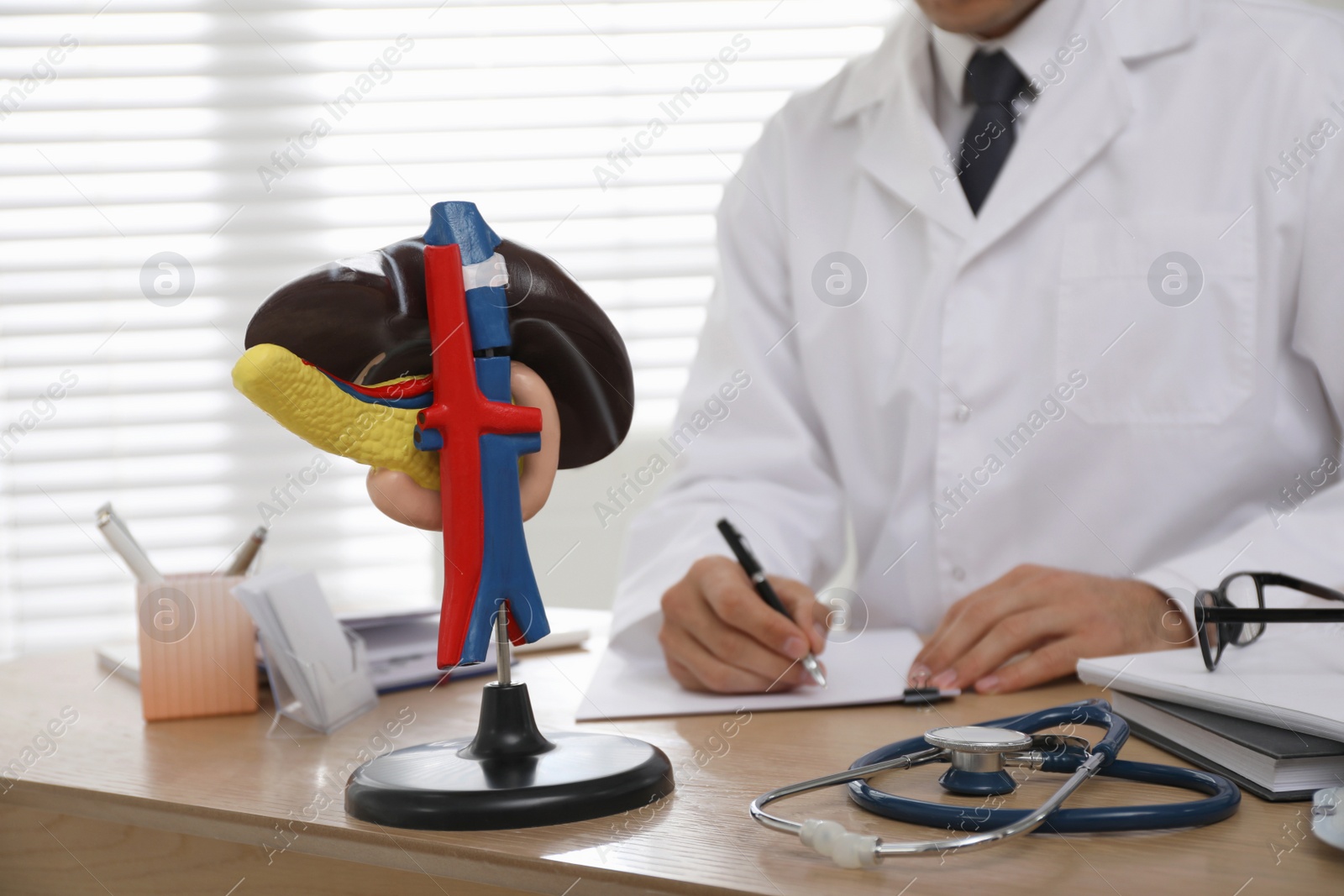 Photo of Model of liver on doctor's workplace in clinic. Space for text