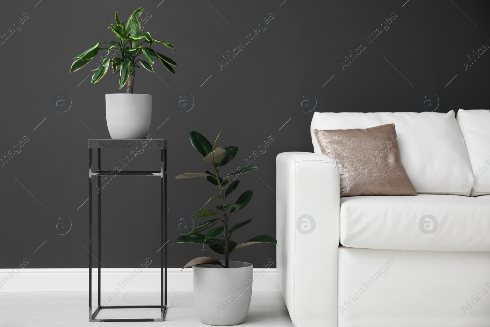 Photo of Beautiful tropical plants near black wall in room. Element of interior design