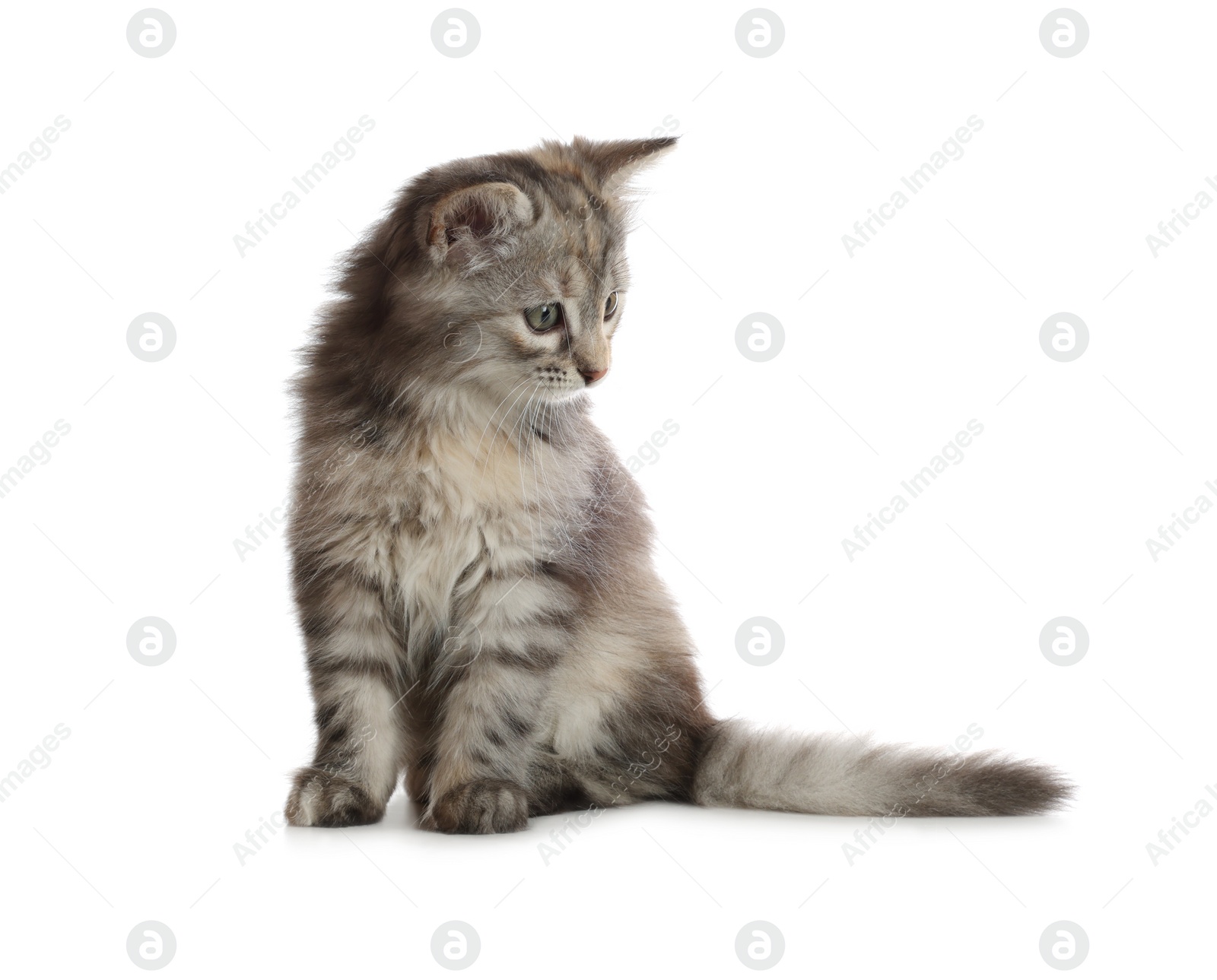 Photo of Cute fluffy kitten on white background. Baby animal