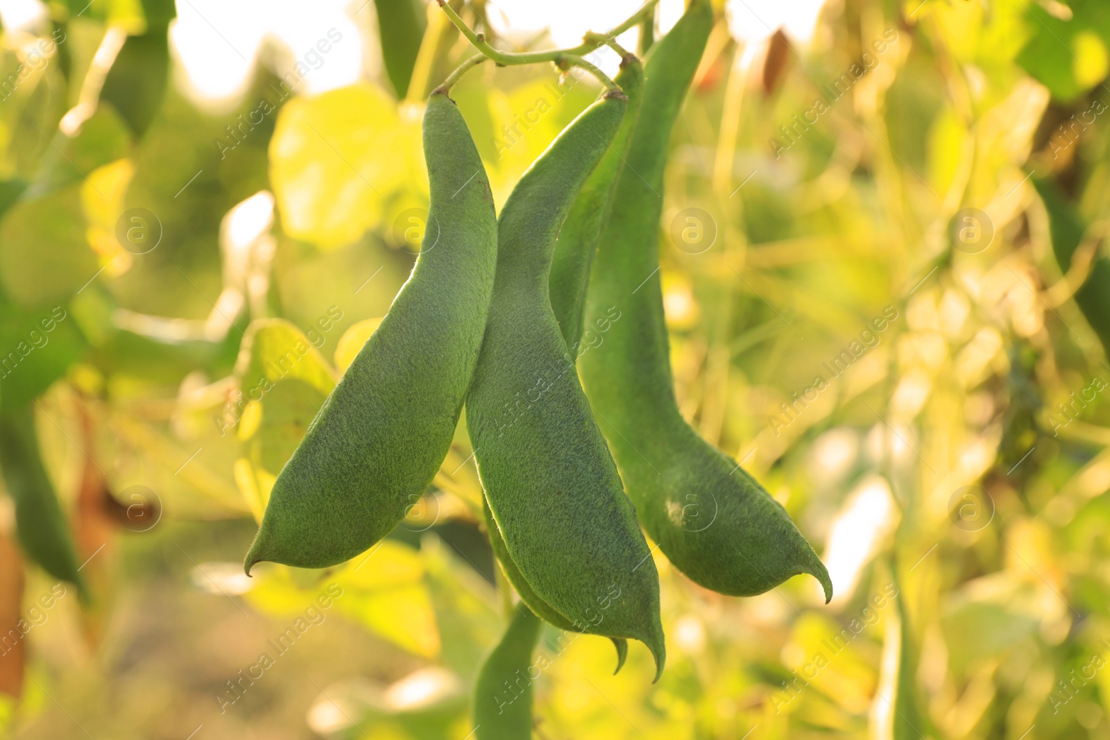 Photo of Fresh green beans growing outdoors on sunny day, closeup