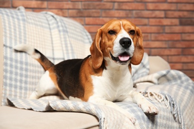 Beautiful beagle dog on sofa indoors. Adorable pet