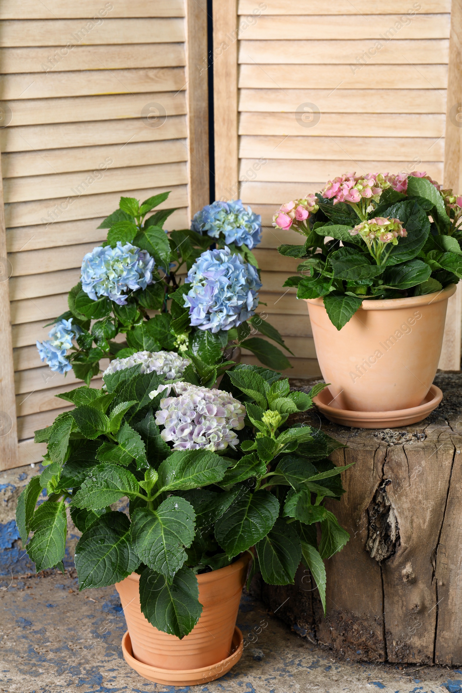 Photo of Beautiful blooming hortensia plants in pots outdoors