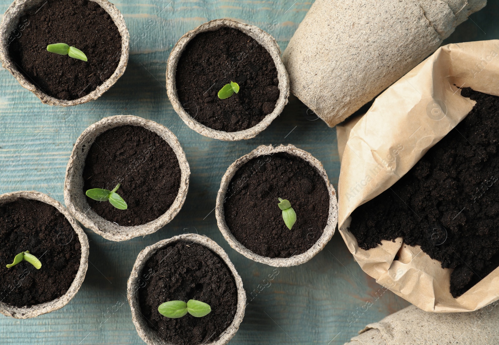 Photo of Young seedlings and sack with soil on light blue wooden table, flat lay