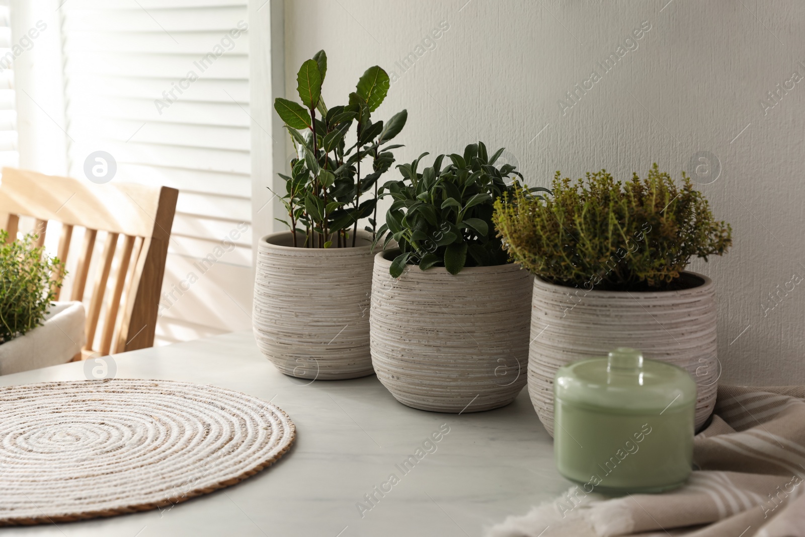 Photo of Different aromatic potted herbs on countertop in kitchen