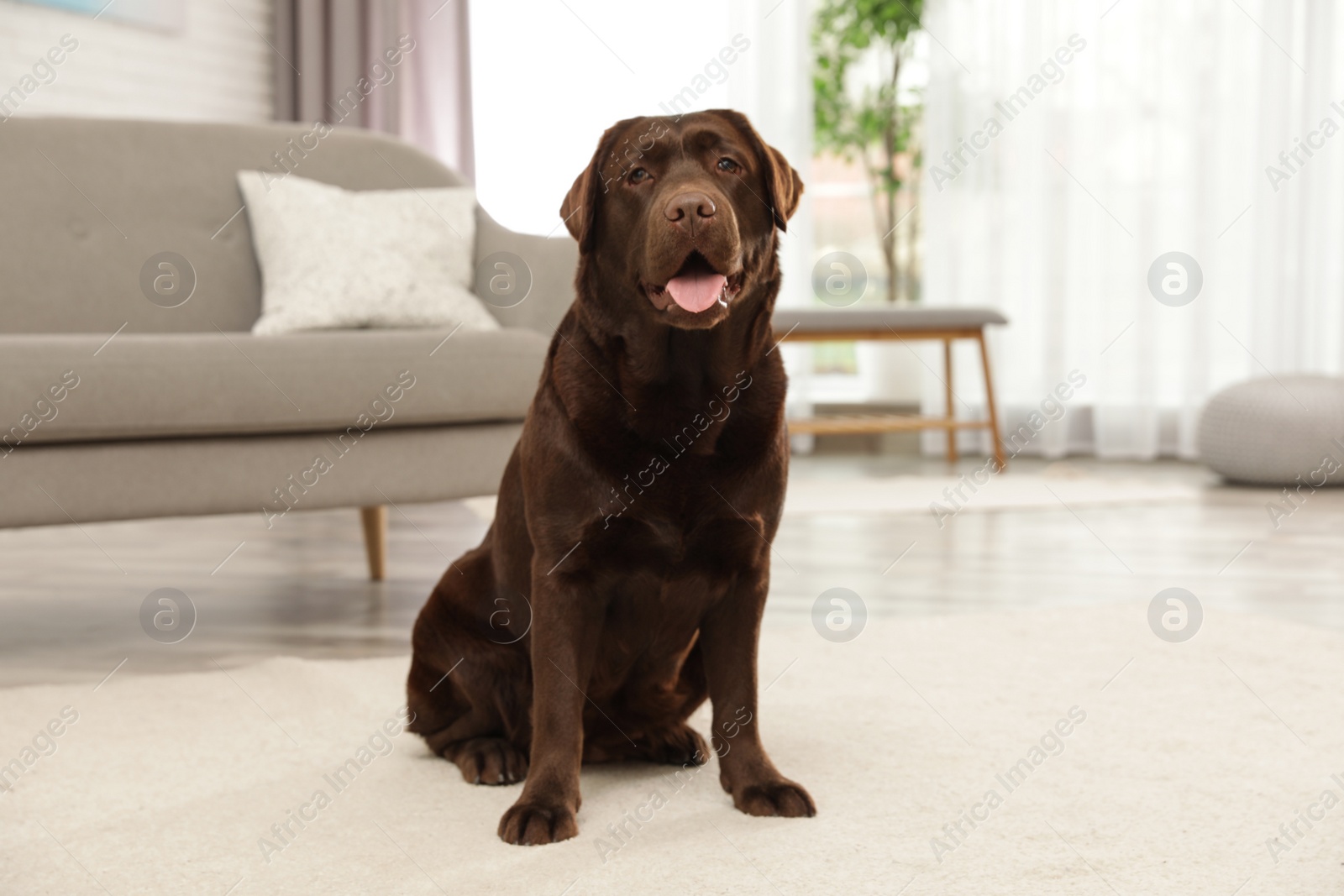 Photo of Chocolate labrador retriever sitting on floor indoors