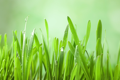 Green lush grass with water drops on blurred background, closeup