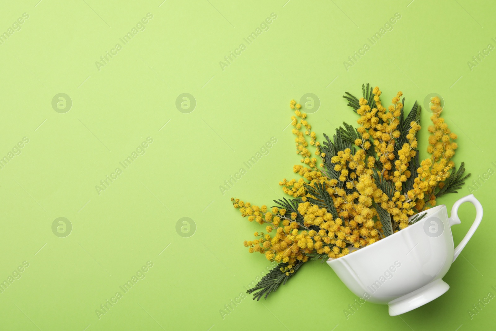 Photo of Beautiful floral composition with mimosa flowers and cup on green background, top view. Space for text