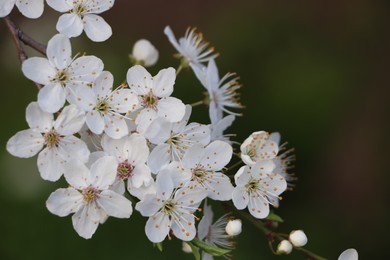 Photo of Cherry tree with white blossoms on blurred background, closeup. Spring season