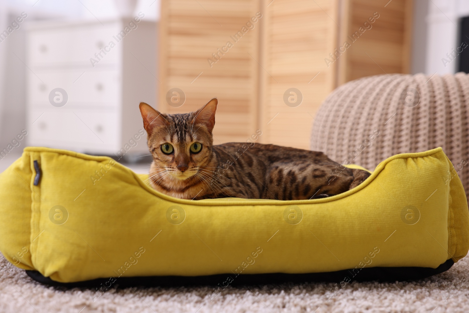 Photo of Cute Bengal cat lying on pet bed at home