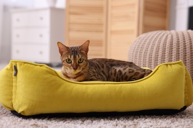 Cute Bengal cat lying on pet bed at home