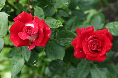 Photo of Beautiful red rose flowers with dew drops in garden, top view