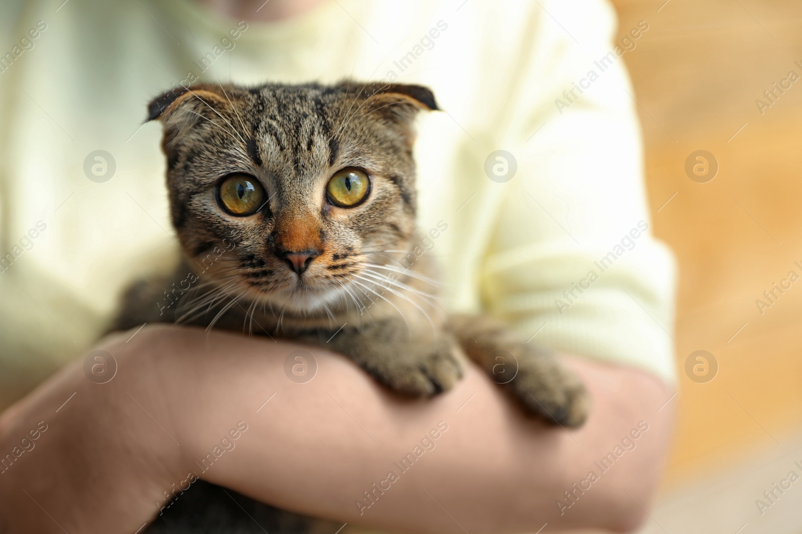 Photo of Woman holding homeless cat on blurred background. Concept of volunteering