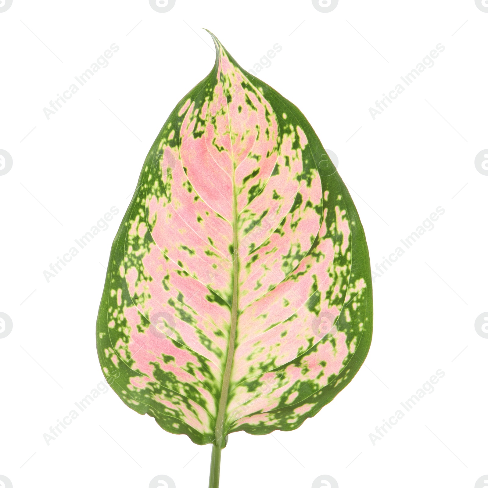 Photo of Aglaonema leaf isolated on white. Beautiful tropical plant