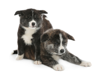 Photo of Cute Akita inu puppies on white background. Friendly dogs