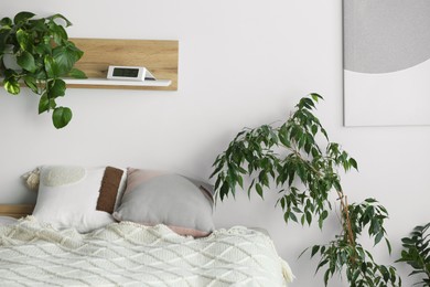 Soft bed with pillows and houseplants in cozy room. Interior design