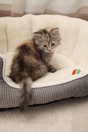 Cute fluffy kitten with ball in pet bed at home