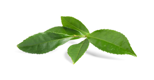 Green leaves of tea plant isolated on white