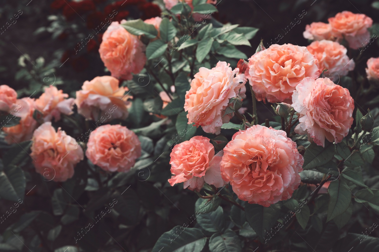 Image of Beautiful blooming pink roses on bush outdoors