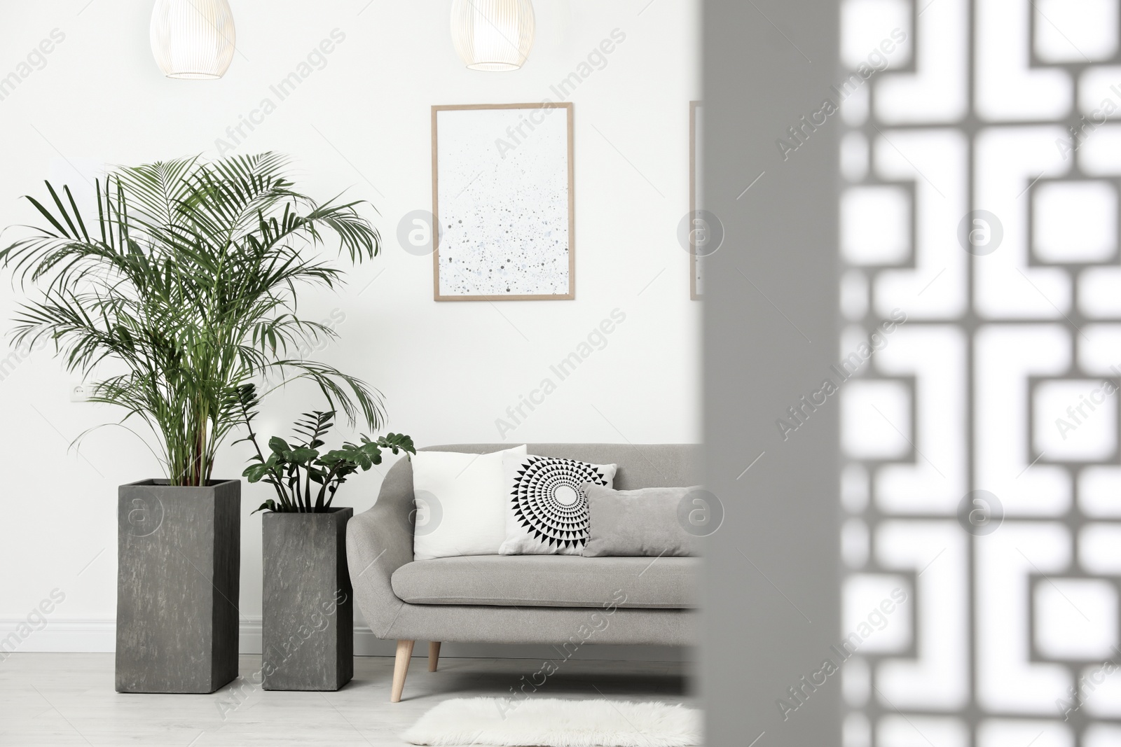 Photo of Beautiful potted plants in modern living room