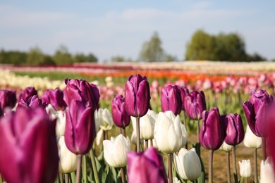 Beautiful colorful tulip flowers growing in field on sunny day, selective focus
