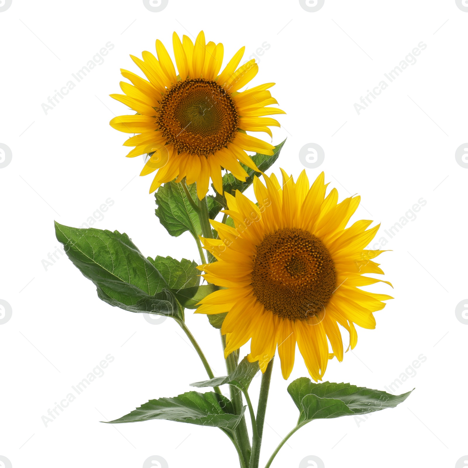 Photo of Beautiful bright blooming sunflowers on white background