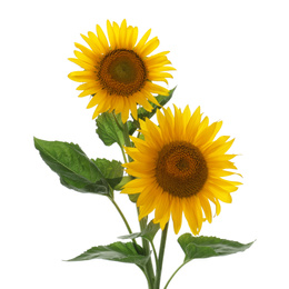 Beautiful bright blooming sunflowers on white background