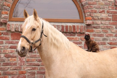 Photo of Adorable cat sitting on horse near brick building outdoors. Lovely domesticated pet