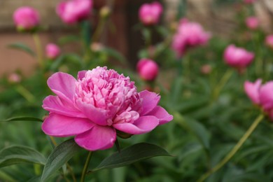 Photo of Beautiful blooming pink peony outdoors, closeup. Space for text