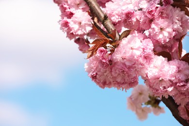 Photo of Sakura tree with beautiful blossoms on spring day, closeup. Space for text