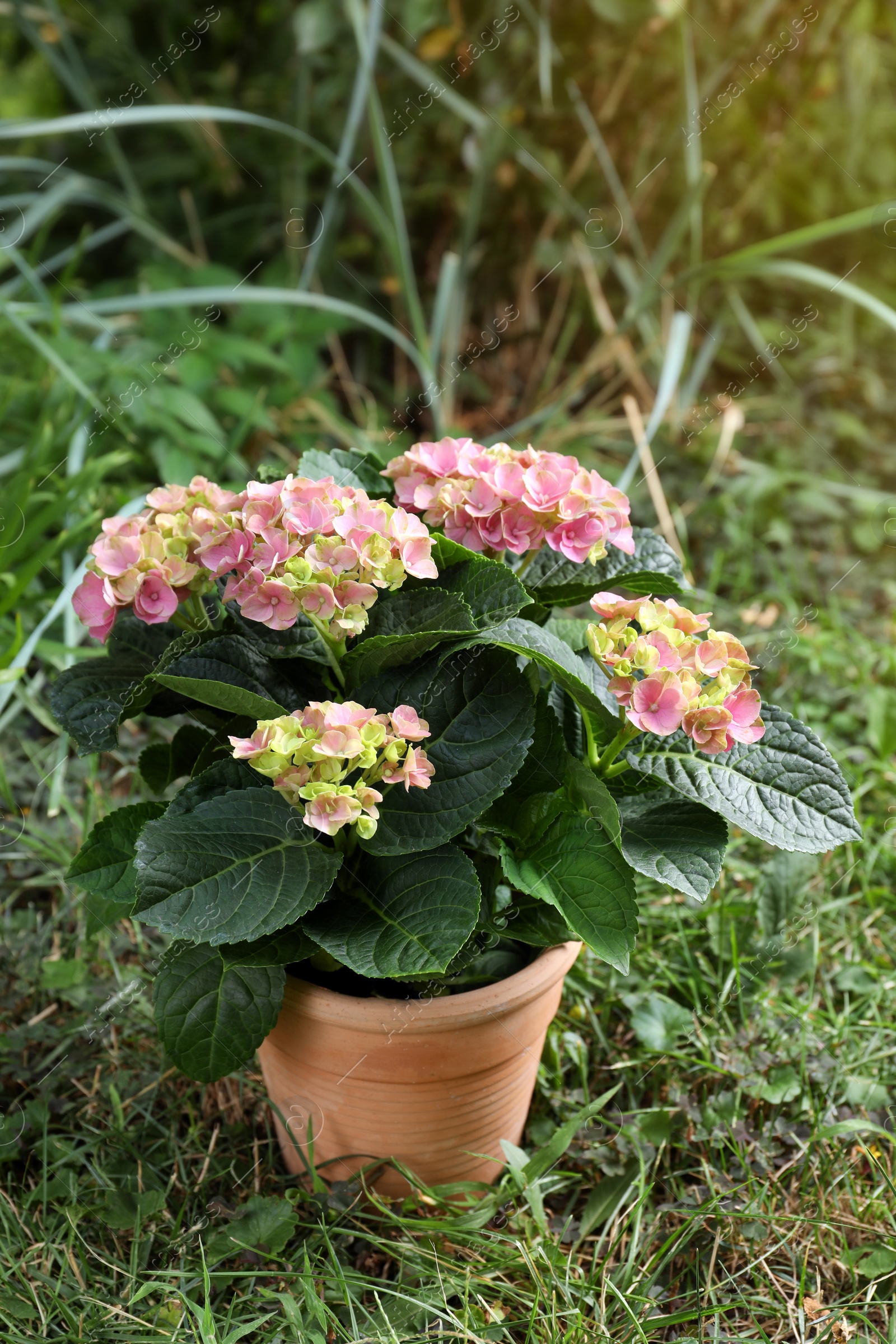 Photo of Beautiful blooming hortensia plant in pot outdoors