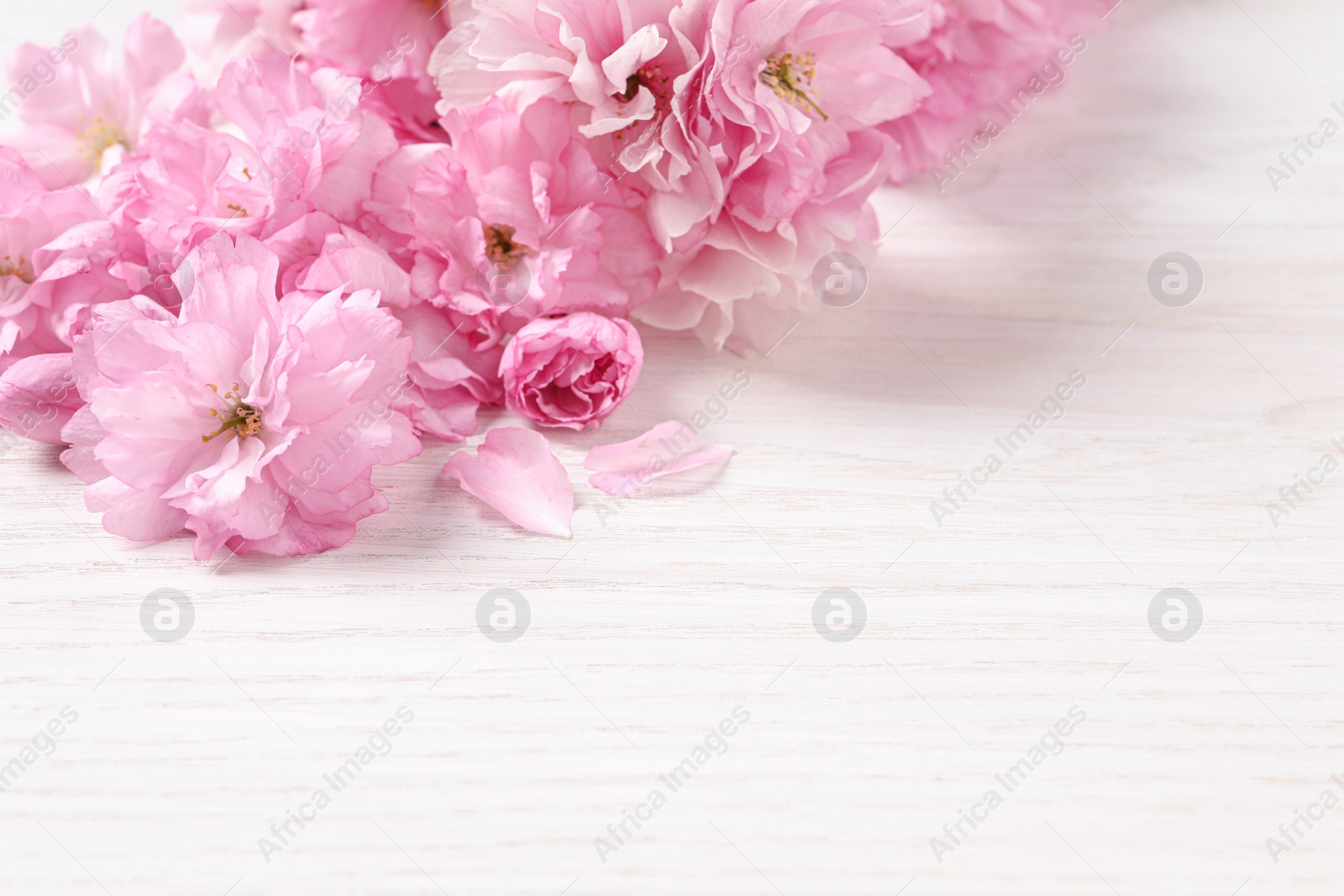 Photo of Beautiful sakura tree blossoms on white wooden table, closeup. Space for text