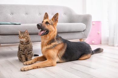 Adorable cat and dog resting together near sofa indoors. Animal friendship