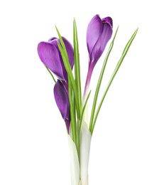 Photo of Beautiful purple crocus flowers isolated on white. Spring season