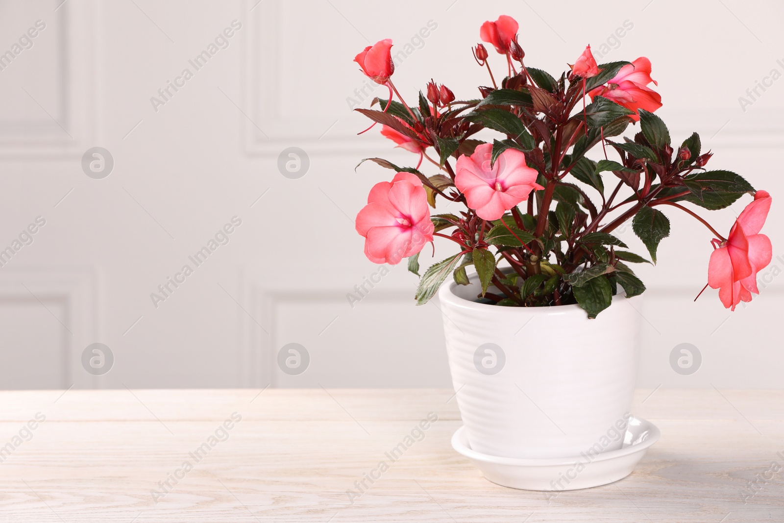 Photo of Beautiful impatiens flower in pot on white wooden table near light wall, space for text